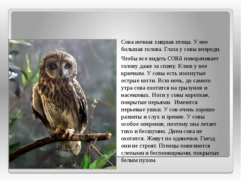 Доклад о мире 2 класс. Информация о сове. Описание Совы. Рассказ про сову. Сообщение о сове.