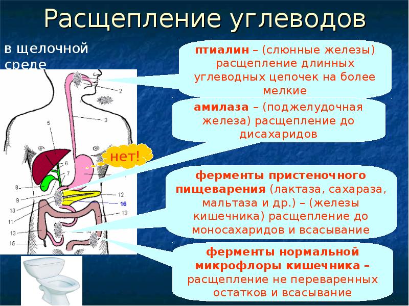 Расщепление белка происходит. Желудок расщепляемые вещества. Расщепление веществ в желудке. Расщеплениетв желудке.