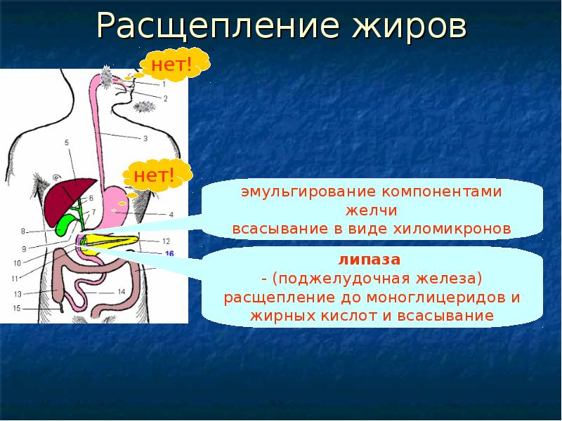 Нарушение всасывания желчных кислот. Нарушение всасывания желчных кислот