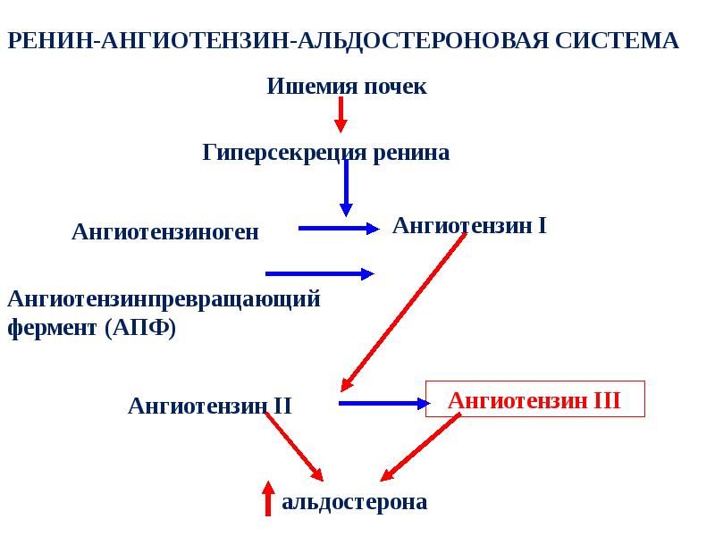 Схема патогенеза артериальной гипертензии с учетом роли ренин ангиотензин альдостероновой системы