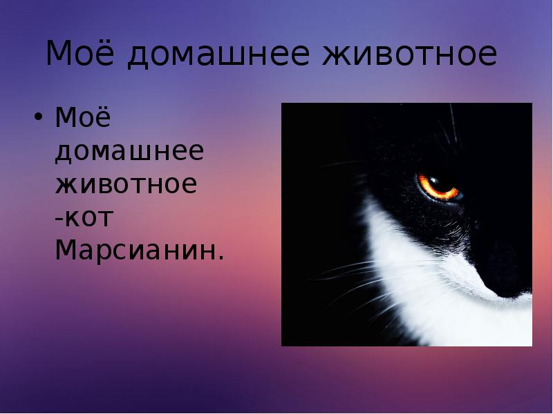 Моё домашнее животное  Моё домашнее животное -кот Марсианин.