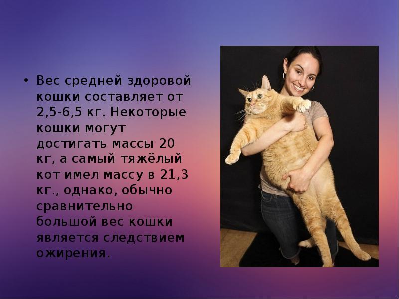 Вес средней здоровой кошки составляет от 2,5-6,5 кг. Некоторые кошки могут