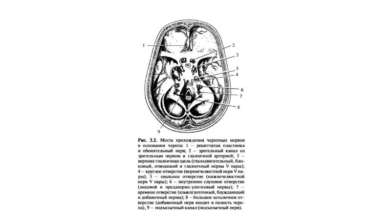 12 черепно мозговых нервов. 4 черепной нерв. 4 черепной нерв. 4 черепной нерв. 4 черепной нерв.