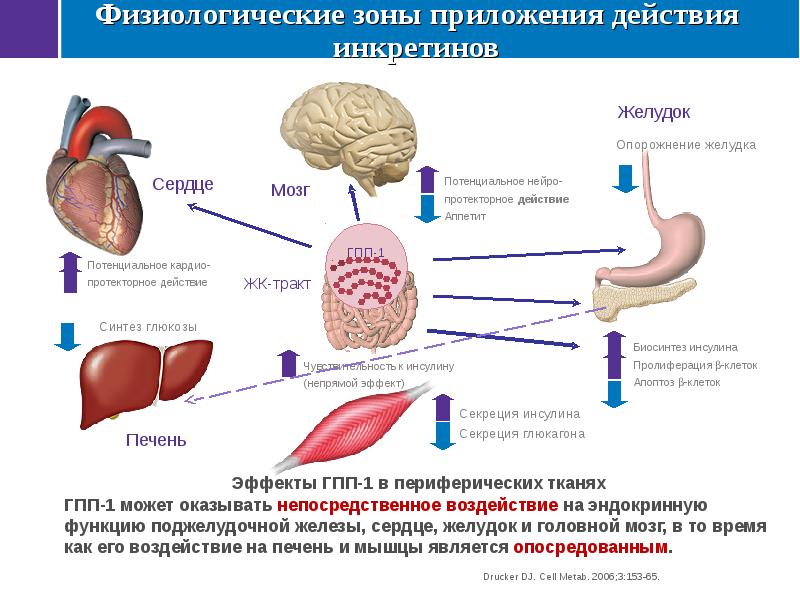 Презентация на тему лечение современные сахарного диабета