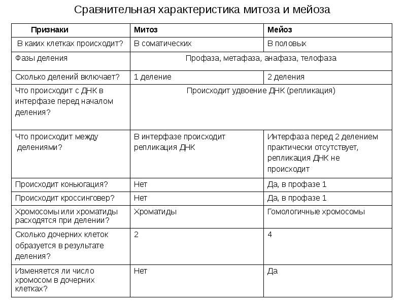 Фото митоза и мейоза