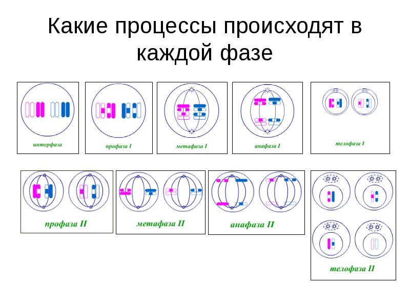 Презентация по биологии 10 кл мейоз