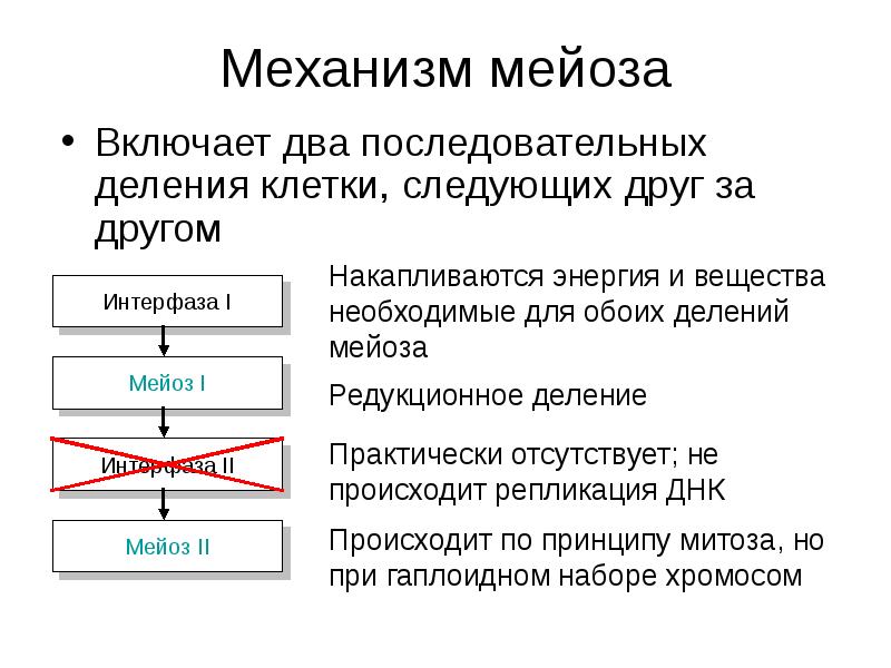 Механизм мейоза схема