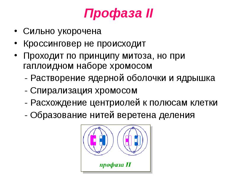 Митоз мейоз презентация