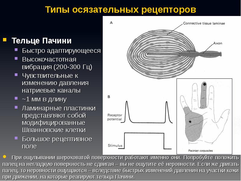 Определите название частей тельца пачини обозначенных на рисунке цифрами 1 и 2