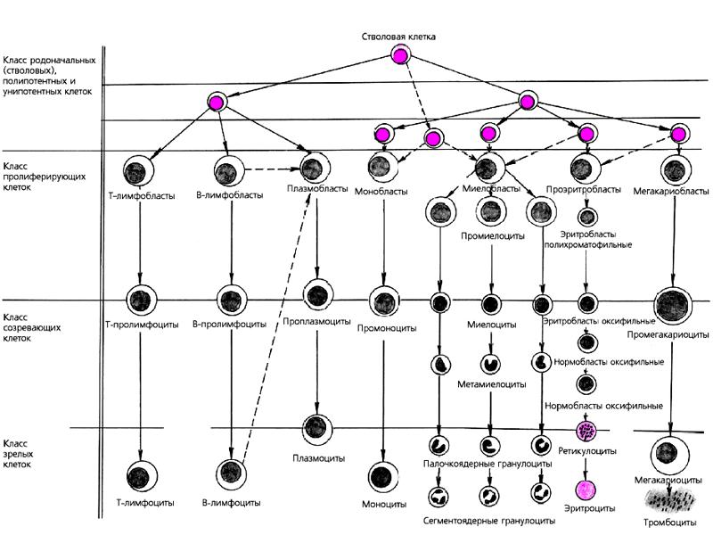 Общая схема кроветворения