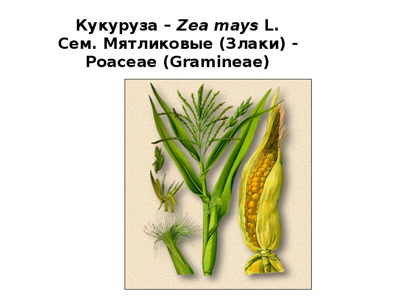 Кукуруза - zea mays l. Кукуруза злаковое растение. Початки кукурузы древних сортов. Zea mays фото. Синяя кукуруза хопи.