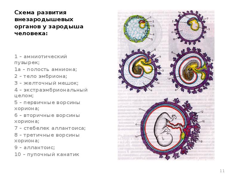 Ранний эмбриогенез человека внезародышевые органы