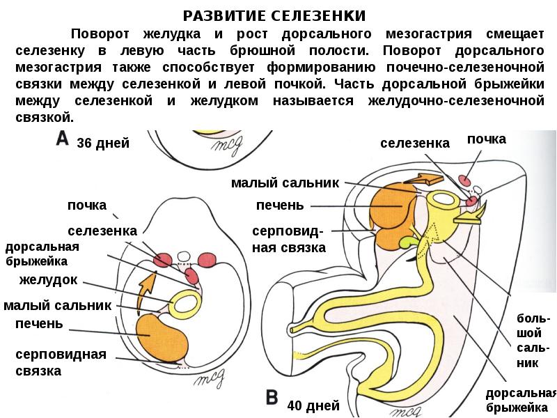 Органы развивающиеся. Развитие селезенки. Эмбриональное развитие селезенки. Селезенка развивается из. Эмбриогенез селезенки.