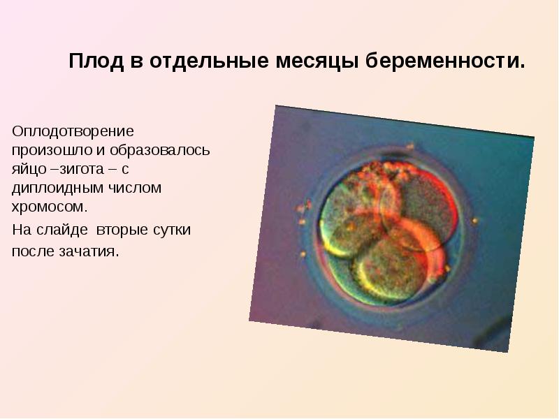 Антенатальная охрана плода презентация