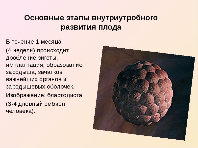 Плод эволюции. Плод объект родов. Презентацию на тему плод как объект родов. Плод как объект родов лекция.