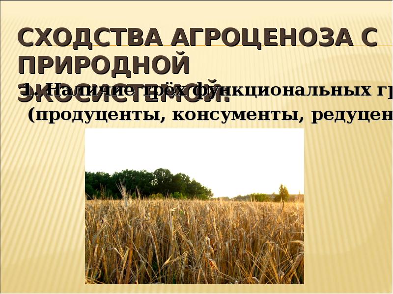Агроценоз презентация. Экосистема пшеничного поля. Агроэкосистема пшеничного поля. Продуценты агроэкосистемы пшеничного поля. Распределите признаки сообществ по группам агроценоз