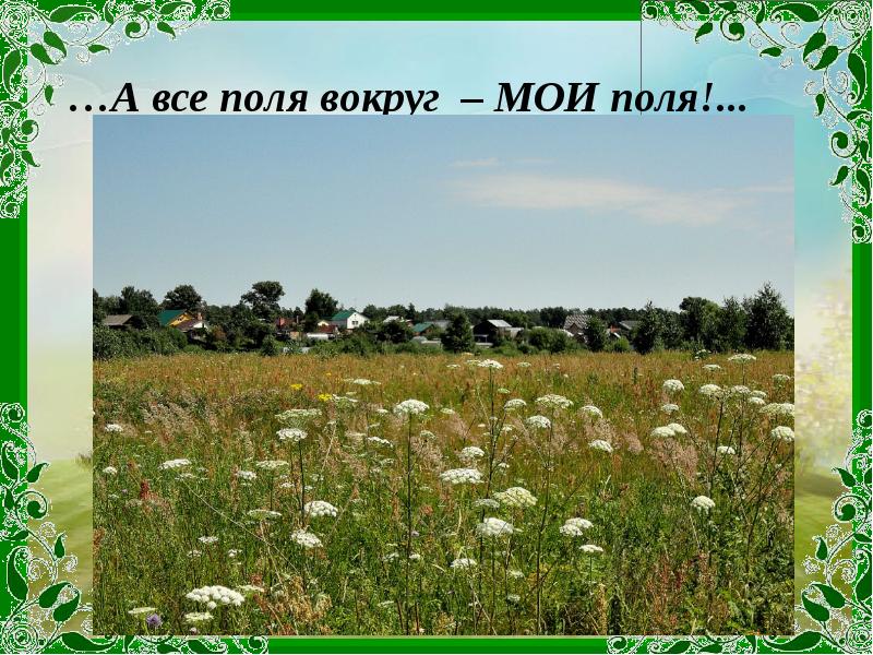 …А все поля вокруг – МОИ поля!...
