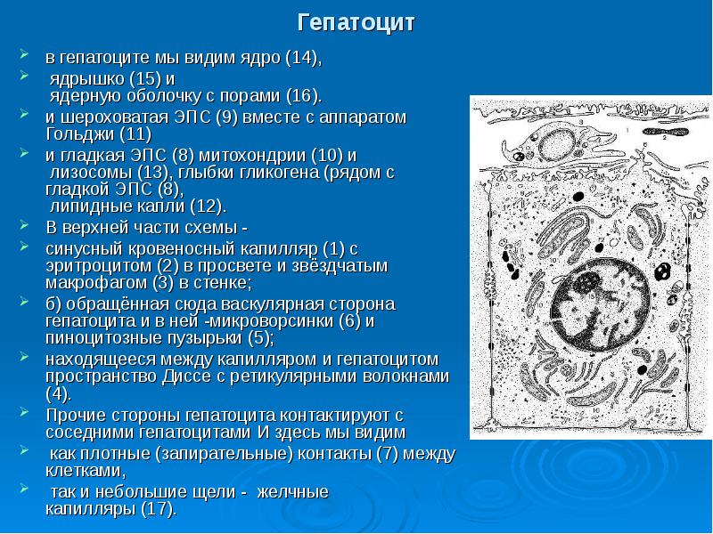 Процесс сопровождающийся накоплением в цитоплазме гепатоцитов. Строение гепатоцита. Ультраструктура гепатоцита. Гепатоцит гистология.