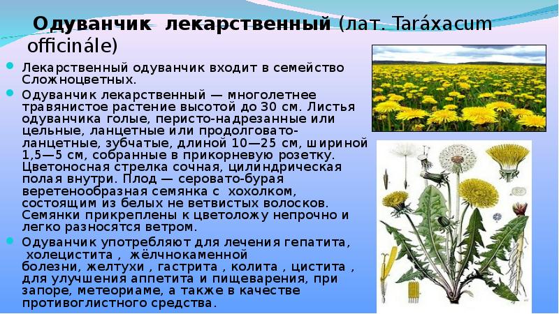 Растение сложноцветных 6 букв