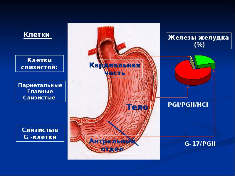 Язвенная болезнь двенадцатиперстной кишки картинки