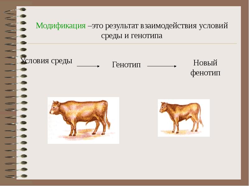 Закономерности изменчивости презентация