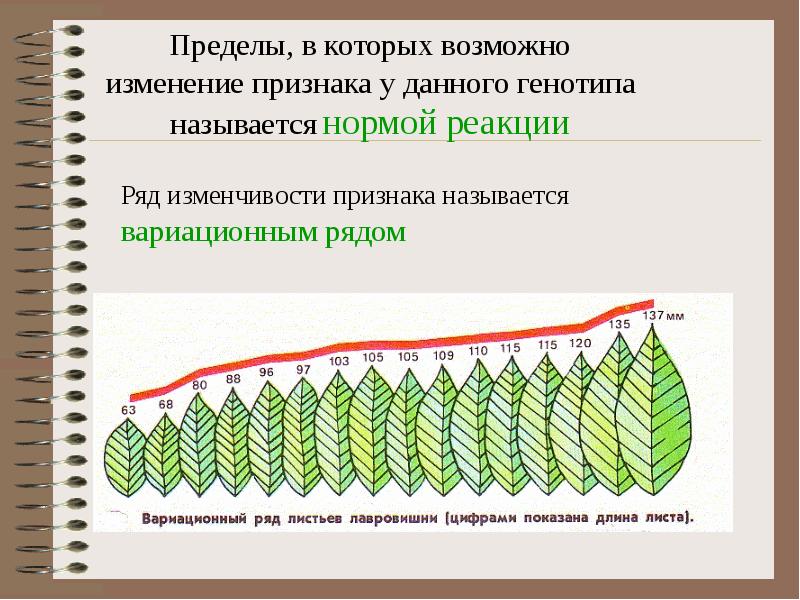 Закономерности изменчивости презентация