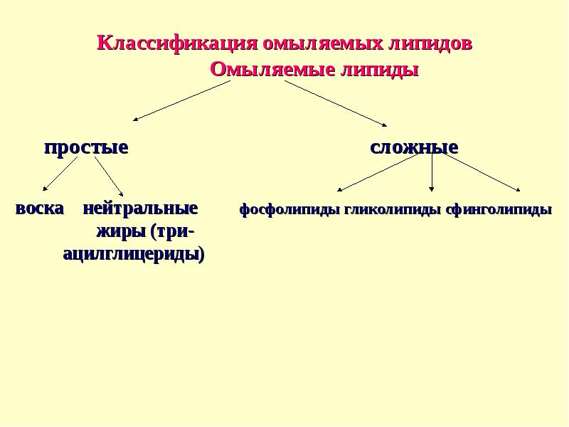 Липиды в организме человека