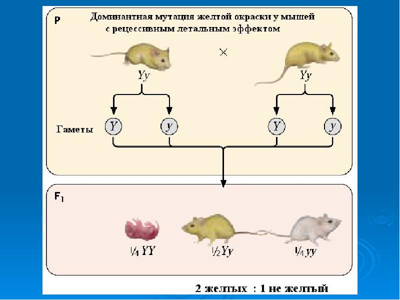 Доминантный ген а определяет развитие. Рецессивный эпистаз мыши. Летальные аллели. Рецессивные летальные гены. Генетика мышей.