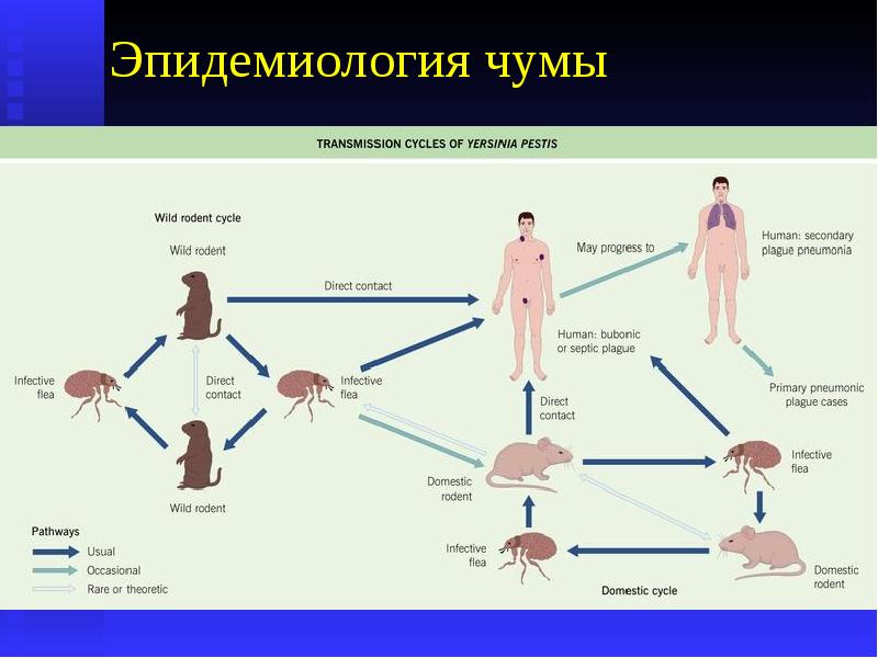 Желтая лихорадка презентация эпидемиология