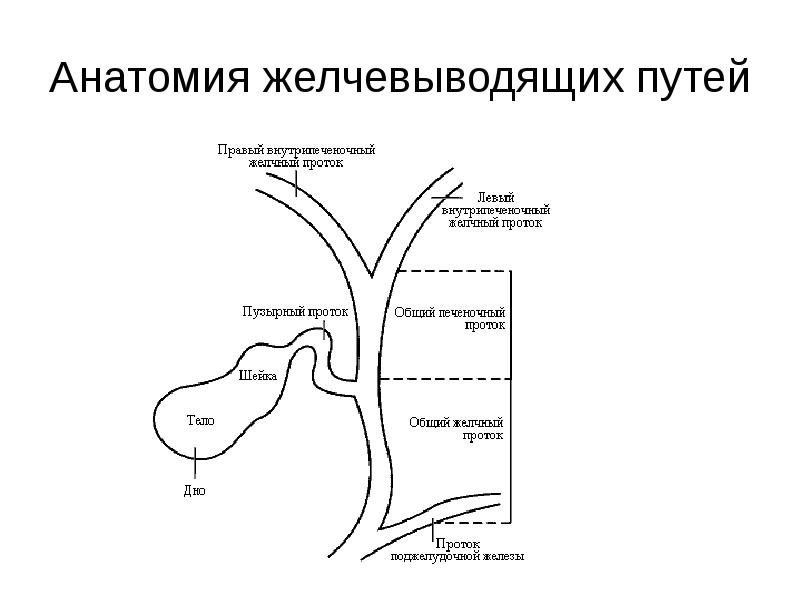 Желчный пузырь схема. Схема строения желчного пузыря. Система желчных протоков анатомия. Строение желчевыводящей системы. Анатомия желчного пузыря и желчевыводящих путей функции.