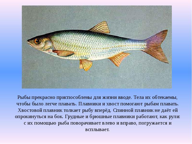 Окраска рыбы на брюшной и спинной. Спинной плавник рыбы. Зачем рыбе плавники. Плавники и хвост рыбы. Презентация плавники рыбы.