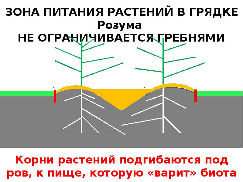 Овощные грядки от владимира розума