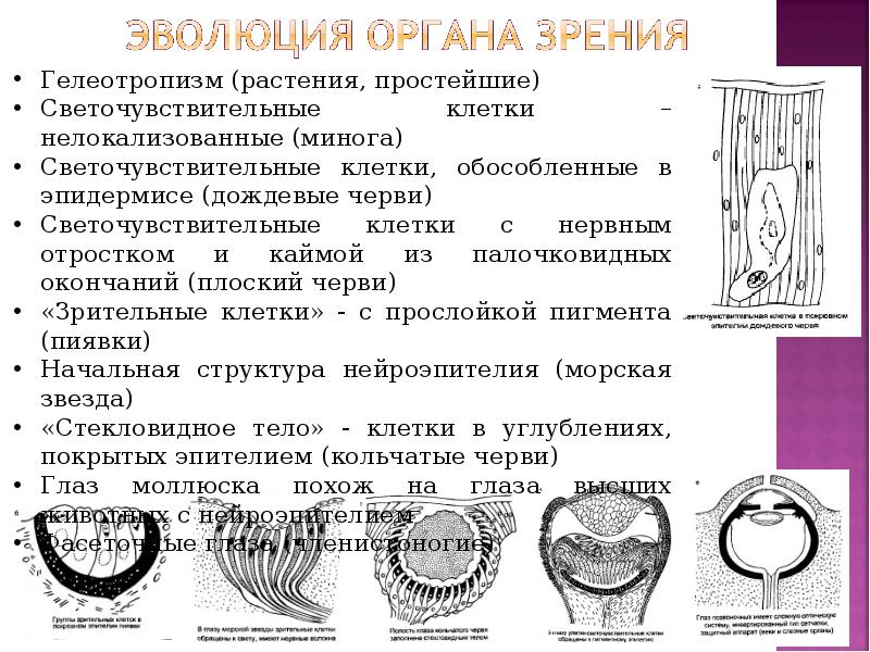 Орган зрения презентация гистология