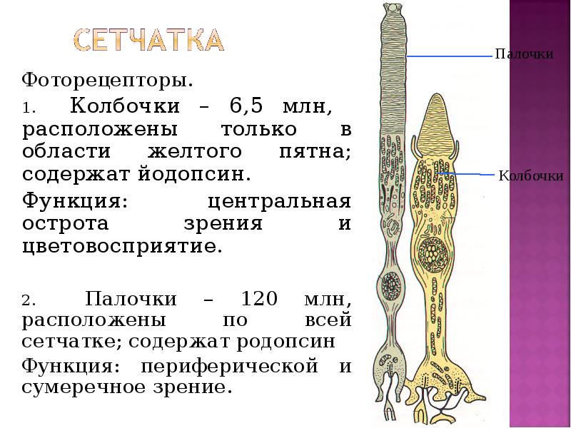 Фоторецепторы