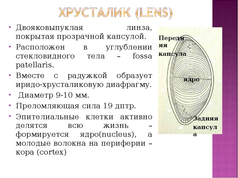 Двояковыпуклая линза