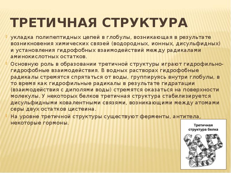 Образование дисульфидных связей между глобулами. Третичная структура белка дисульфидные мостики. Третичная структура белков. Образование дисульфидных связей между глобулами. Строение и структура белков.