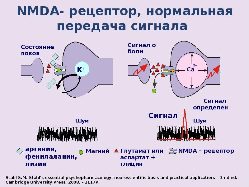 Nmda рецепторы это. Глутаматные NMDA Рецептор. NMDA Рецептор состояние покоя. NMDA рецепторы функция. Активация NMDA рецепторов.