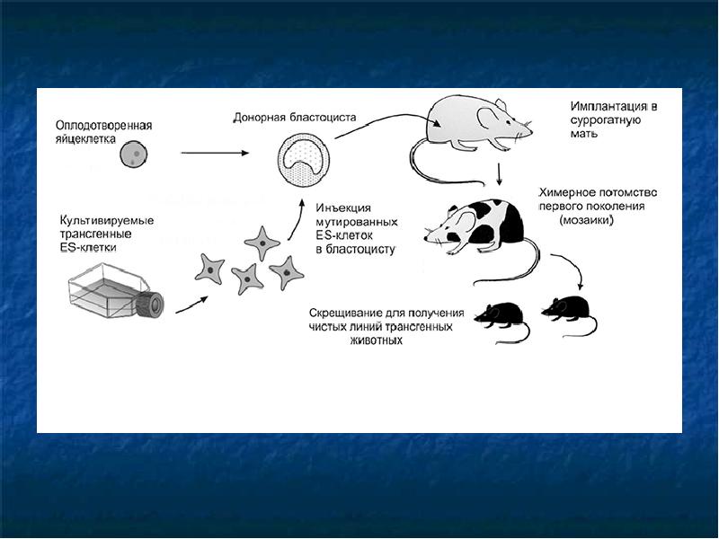 Схема получения трансгенного животного