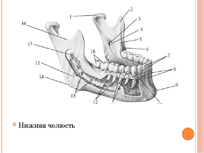 Нижний край нижней челюсти. Анатомия нижней челюсти человека кости. Строение кости нижней челюсти. Анатомические структуры верхней челюсти. Щечный никбень нижней челюсти.