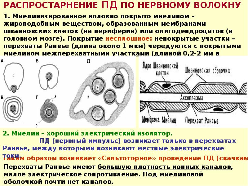 Электрическое поле клетки