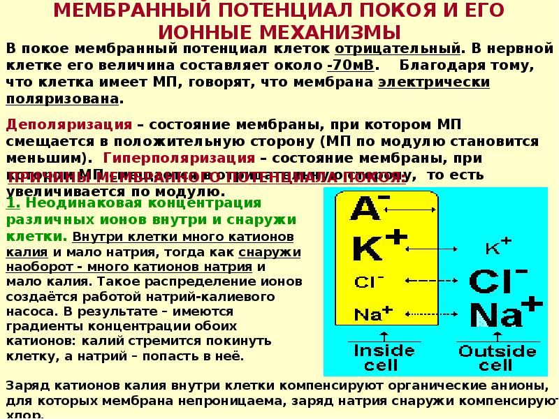 Мембранный потенциал покоя и действия