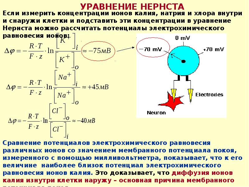 Электрическое поле клетки