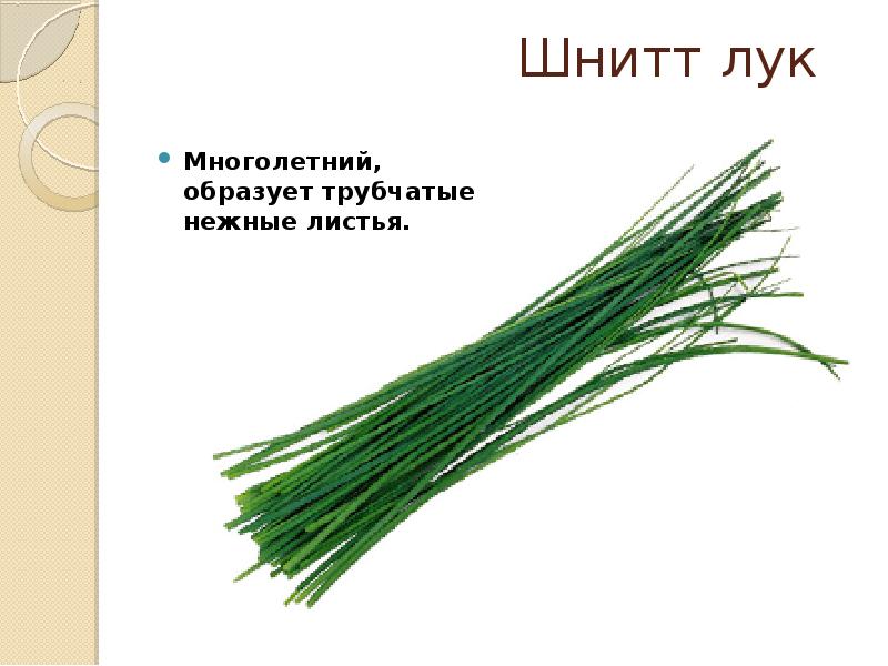 Лук шнитт рисунок