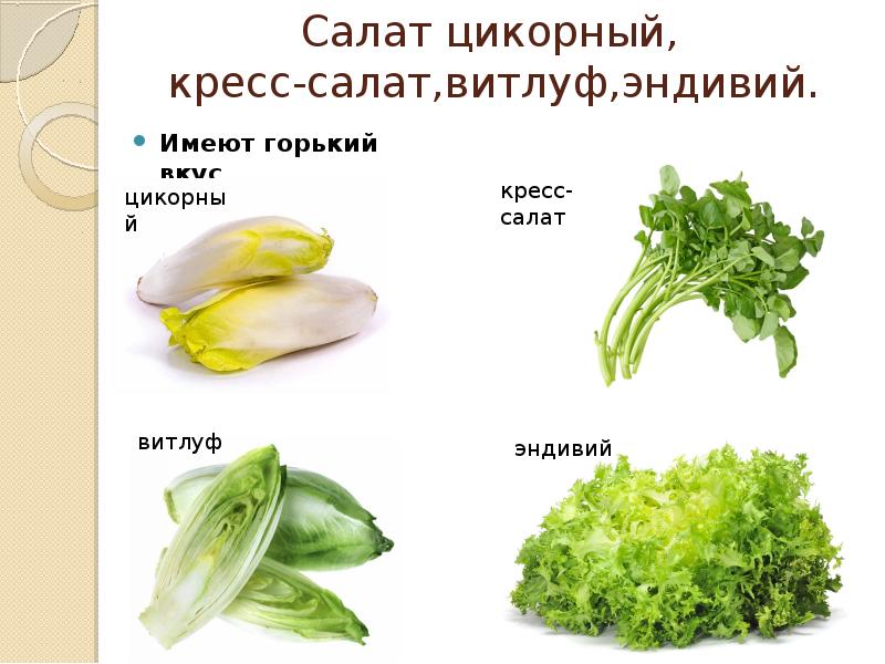 Салат цикорный отзывы