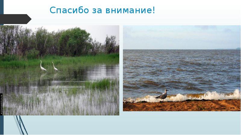 Значение озера ханка. Озеро ханка животный мир. Рыба озеро ханка Приморский край. Озеро ханка презентация.