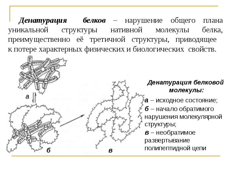 Денатурация белков проект