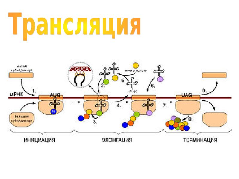 Биосинтез белка схема биохимия