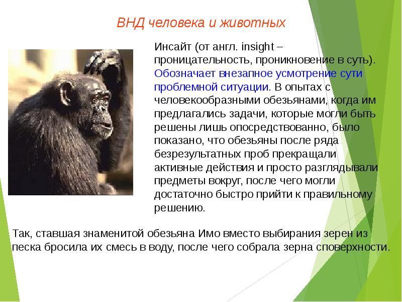 Деятельность человекообразных обезьян. Высшая нервная деятельность человека. Высшая нервная деятельность человекообразных обезьян. Высшая нервная деятельность животных. Формы ВНД человека и животных.