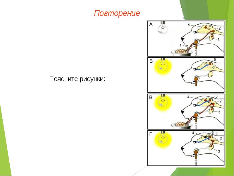 Высшая нервная деятельность презентация пименова