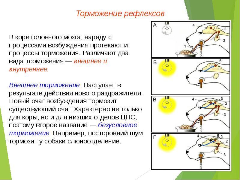 Рефлексы презентация 8 класс